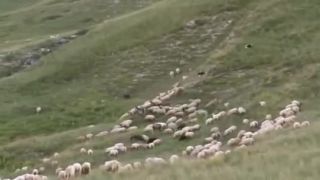Hlídači našich stád - pastevecký pes
