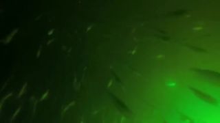 GoFish Cam - Kamera na rybárske úlovky