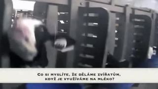 Tak rád by som jedol mäso, ALE...