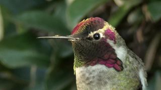 Kolibrík chameleón