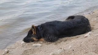 Přestávkově relaxační psí video