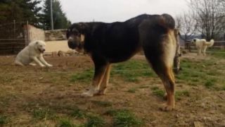 Aziat a kangal moj chov