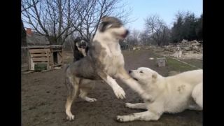 Aziat,kangal