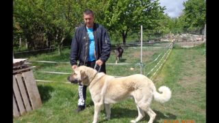 Kangal cankyz,rambo,kece, efe,