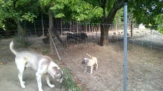 Asena &cankyz 10 tyzdnove sucky kangal