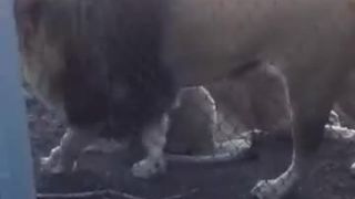 Kráľom som tu ja