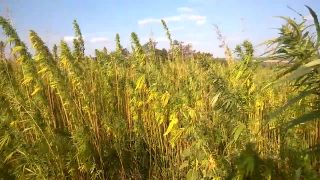 Konopné pole pri obci Jablonica