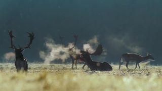 Divoké Slovensko Trailer (dokument)