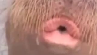 Pískajúci mrož