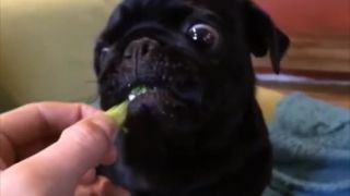Pes vegetarián 2