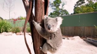 Mladá koala dostala strach (Austrália)