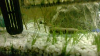 Moje sladkovodne akvarium