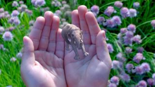 Sloník v dlaniach (Magic Leap)