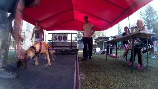 Season Finish Power Dog Competition 2015