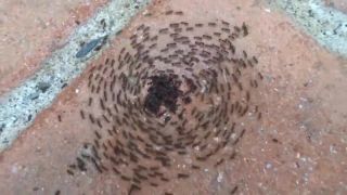 Mravce na koncerte