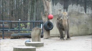 ZOO Liberec - zpívající slon