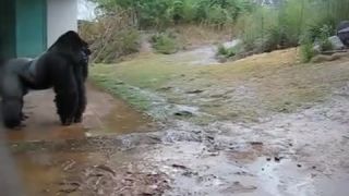 Gorily v daždi