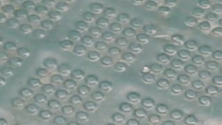 Ruka vložená do tekutého dusíku a Leidenfrost Effec