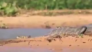 Leopard vs. krokodíl