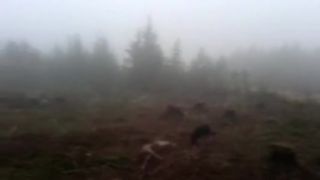 Chochulka mesacna krajina, vsetko vypiluju