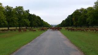 Kráľovské stádo vysokej (Windsor)