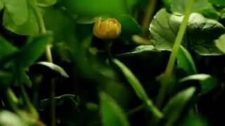Príroda [fast motion]