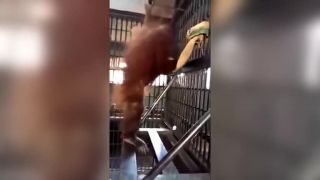 Keď orangutan zapne rozum naplno