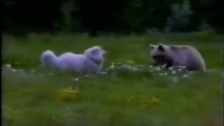 Pyrenejské horské psy VS. medveď