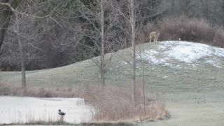 Kojot našiel loptu na záhrade (Kanada)