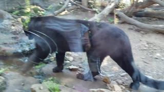 Panthero negro