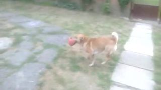 HRAME FODBAL Z LUPOM.