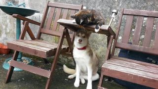 Husky sa bojí mačky. Mačka bije psa. Pes a mačka.