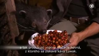 Výroba kávy Luwak, ktorej šálka stojí až 50 Eur!