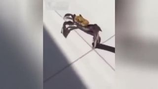 Ozbrojený krab (Brazília)