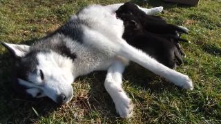 Hostina za prestretým stolom - šteniatka sib. husky