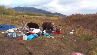 Medvedí párik objavil camping (Rusko)