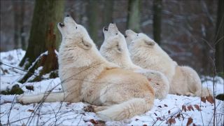 Vlčia pohodička v rezervácii Wolfspark Werner Freund