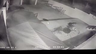 Lev vs. Doberman