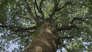 Príbeh lesa (trailer)