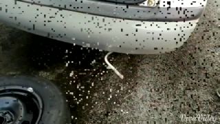 Trhli strom pomocou Škody