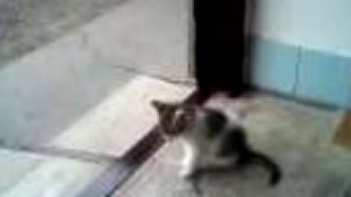 Cicus