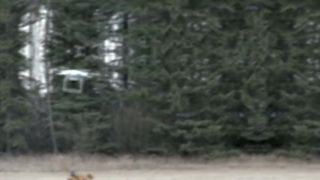 Bezpilotník mu ukradol psa (Kanada)