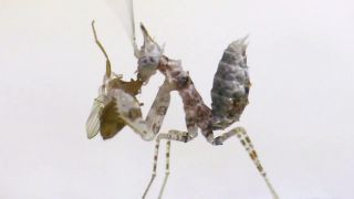 Zoznámte sa s modlivkou Ceratomantis sausurii