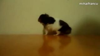 Kompilace křečků