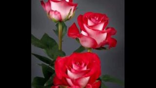 Bon Jovi - Bed of Roses - D. Videos