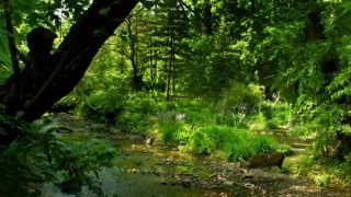 Bruce Springsteen  - Secret Garden - D.Videos