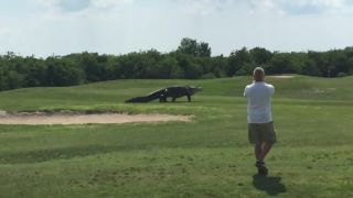 Gigantický aligátor na golfovom ihrisku (Florida)