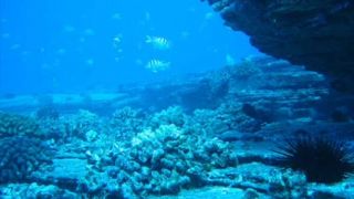 Wangelis -  West Across the Ocean Sea - D. Videos