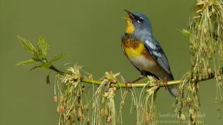 Mari Fujiwara - Song of Bird - D.Videos