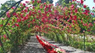 Procol Harum -  A Whiter Shade of Pale - D.Videos
